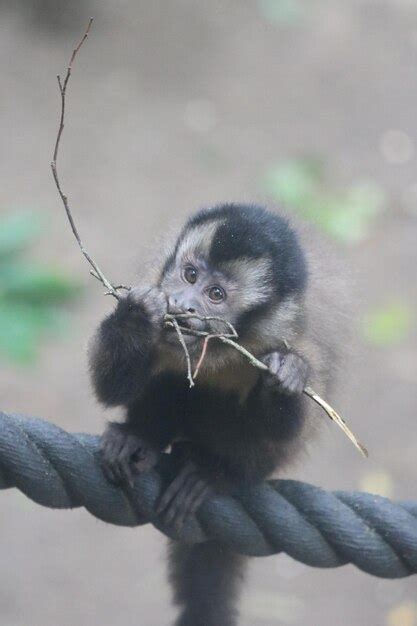 Premium Photo Monkey Eating Plant Against Tree