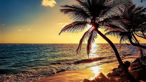 2560x1440px Free Download Hd Wallpaper Palm Tree Sunset Evening