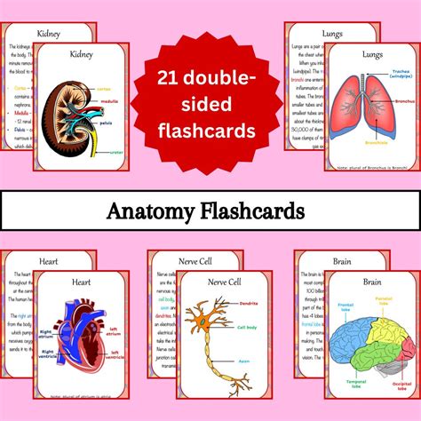 Anatomy Bundle Flashcards Pdf Anatomy Flashcards Flashcards Anatomy Images And Photos Finder