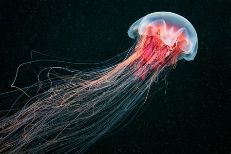 Jellyfish In Space Ripleys Bion Blog