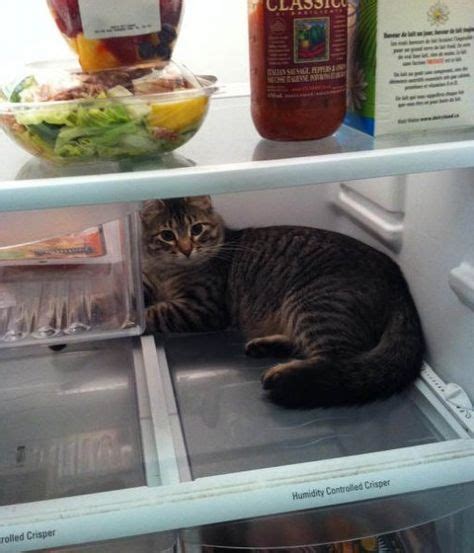 15 Cats Caught In The Fridge Pawnation With Images Stray Cat