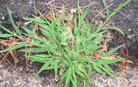 Crabgrass Weed Control Spring Touch Lawn And Pest Control