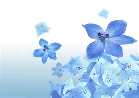 The Best 15 Blue Flower Background Wallpaper Background Images