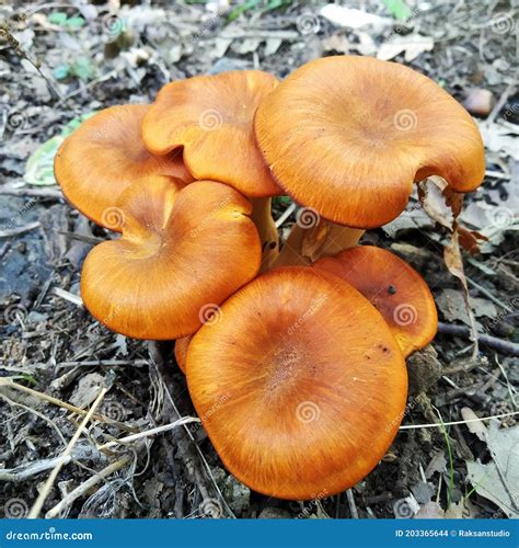 Poisonous Mushrooms Omphalotus Illudens Dangerous Mushroomsitaly