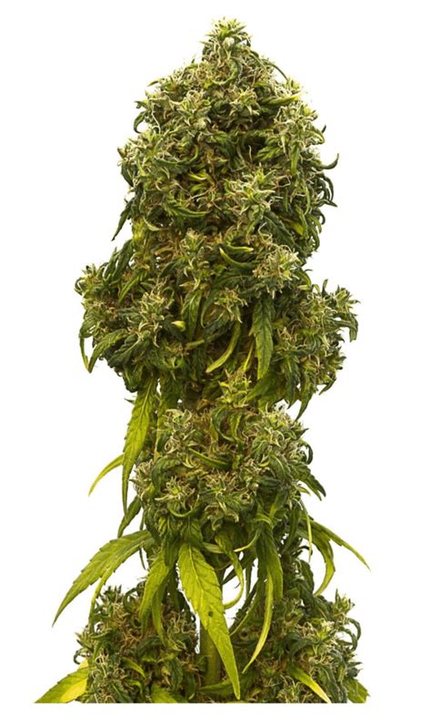 The 10 Best High Cbd Seeds With Low Thc Updated 2019