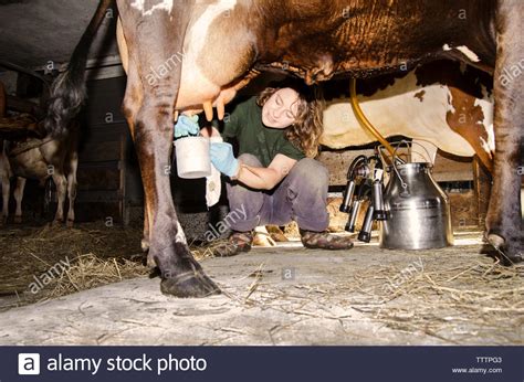 Femme Traire Vache Banque De Photographies Et Dimages à Haute Résolution Alamy