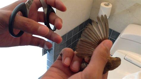 How To Clip A Birds Wings Youtube