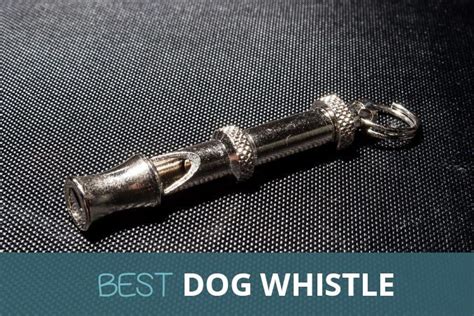 There are some situations, like hunting near a roadway or running into a porcupine. Best Dog Whistles For Training That Only Dogs Can Hear