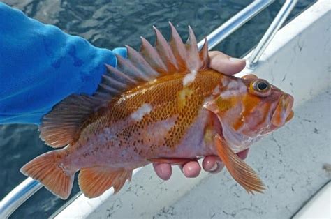 California Groundfish Rules Changing Bdoutdoors Bloodydecks