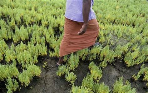 As Seas Rise Saltwater Plants Offer Hope Farms Will Survive