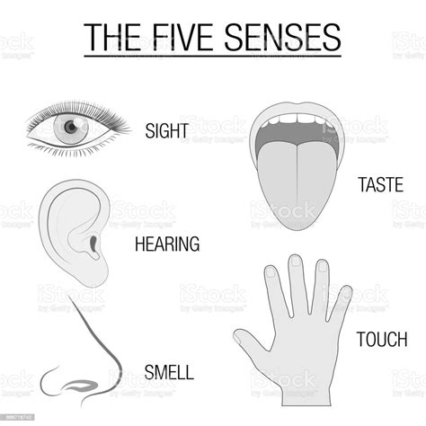 Eye Ear Tongue Nose And Hand Five Senses Chart With Sensory Organs And