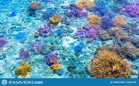 Coral Reef Maldives Natural Background Stock Photo