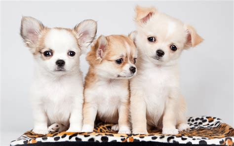 Download Wallpapers Chihuahua Friendship Puppies Dogs Cute Animals