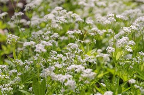 The Top 10 Fastest Growing Evergreen Ground Cover Plants