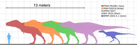 Dinosaur Size Comparison Chart