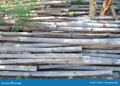 A Pile Of Bamboo That Is Almost Porous Stock Image Image Of Lumber