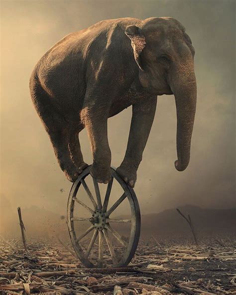 Image Elephant Elephant Love Elephant Art Photoshop Elephants Never