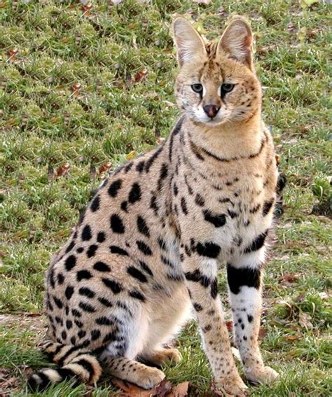 You Cant Just Own An African Serval On A Whim Serval Cats Small