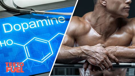 the dopamine and testosterone relationship testofuel blog