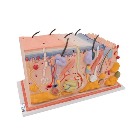 Anatomical Teaching Model - Plastic Anatomy Models - Skin Models - Skin