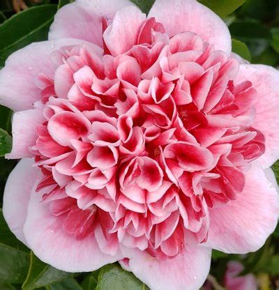 She owns a small bar, also called 'dongbaek' which means camellia in english. Volunteer Camellia - Anthony Tesselaar Plants