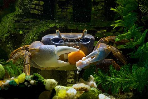 What Do Crabs Eat And How To Feed Them Shrimp And Snail Breeder