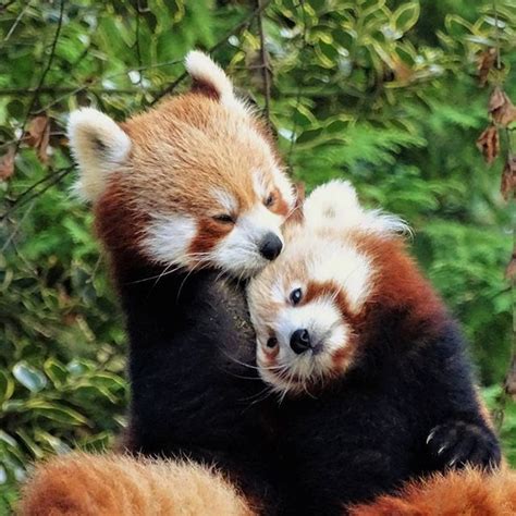 Pin By Knittinglovegram On Panda Red Panda Cute Red Panda Cute