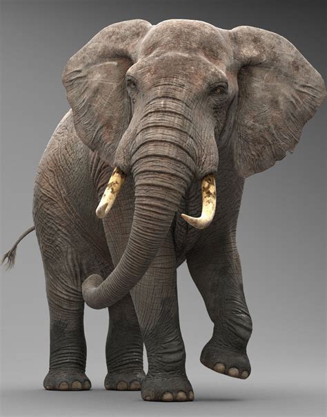An Elephant With Tusks Standing In Front Of A Gray Background