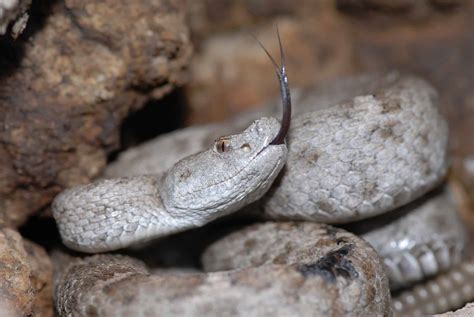 Discover The Venomous Mountain Snake That Lives 16000 Feet High Az