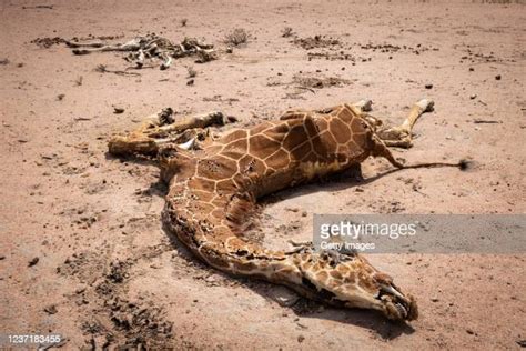 Dead Giraffe Photos And Premium High Res Pictures Getty Images