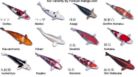 Types Of Koi Fish What Do Koi Fish Eat Koi Fish Diet By Types What