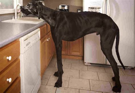 10 Abnormally Large Dogs In The World