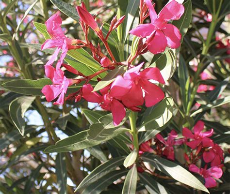 Oleander Evergreen Shrub How To Grow Prune And Plant Oleanders