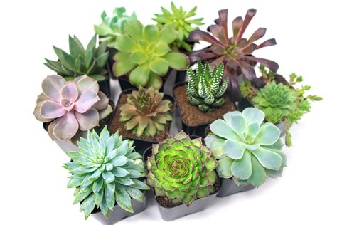 Succulent Plants 20 Pack Fully Rooted In Planter Pots With Soil