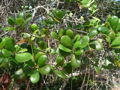 Oak Trees Native To Central Florida Sharons Florida