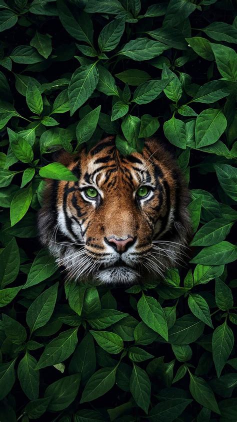 Best 400 Wallpaper Iphone Tiger In High Definition