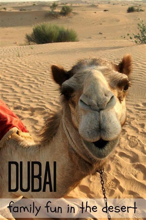 Camels are known as ships of the desert because they can move across desert sands easily providing a mode of transportation for people in desert areas. Dubai Camel Safari in The Desert (Personal Recommendation ...
