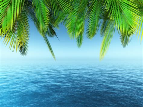 Palm Tree 4k Ultra Hd Wallpaper Background Image 6000x4500