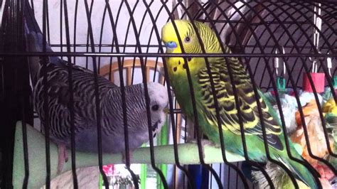 Budgies Chirping And Singing Youtube