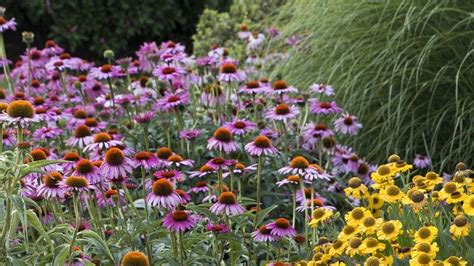 Hardy Perennial Flowers Zone 5 The 9 Best Full Sun Flowering