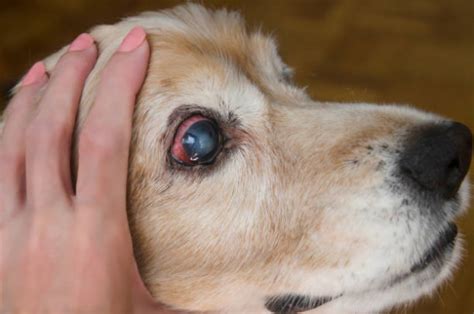 Cataracts In Dogs Pets Mobile Grooming