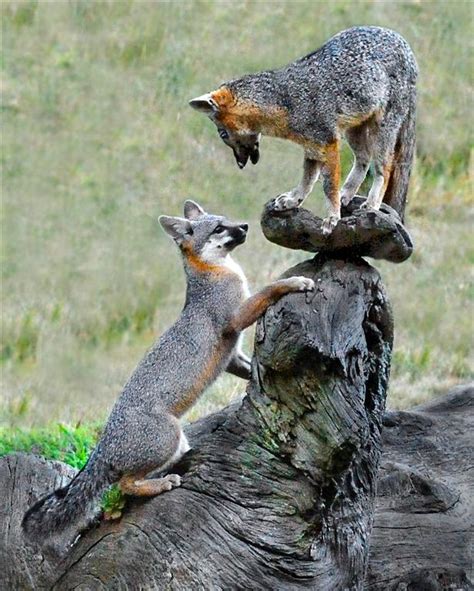 Mendonoma Sightings Gray Fox Kits Are Getting Bigger Heres A Photo
