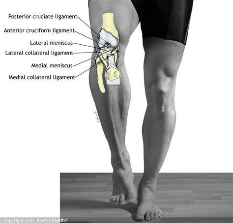 Kinetic Health Calgary Ligament Injuries Of The Knee