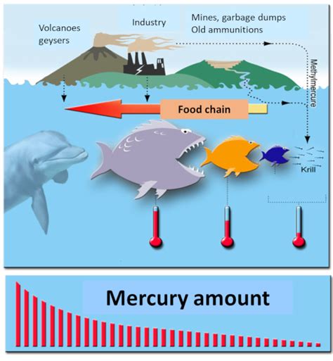 Mercury Fish And Gold Miners Encyclopedia Of The Environment