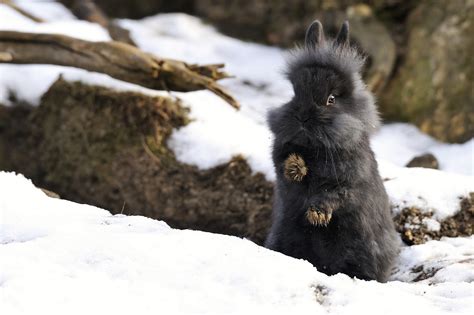 Rabbit In Snow Wallpaper Animals Wallpaper Better