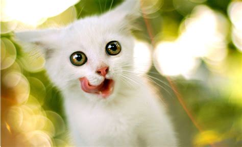 Cute White Cat Wallpapers For Desktop Wallpaper Cave