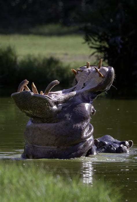 Hippo King Of The River African Animals Animals Wild Animals Beautiful