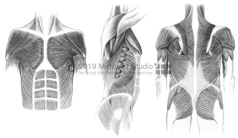 Lateral View Of The Superficial Muscles Of The Arm Clipart Etc Images