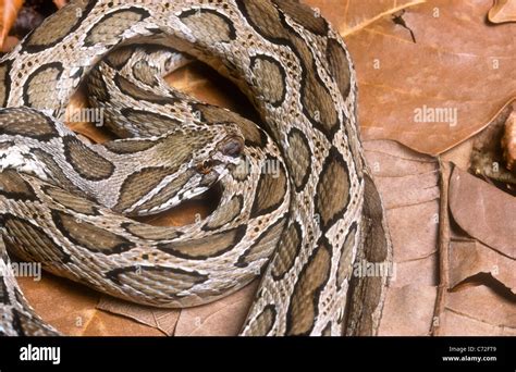 Russells Viper Daboia Russelli South Asia Stock Photo Alamy