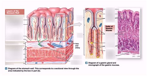 Anatomy Chapter 25 Stomach Cell Lining Diagram Quizlet